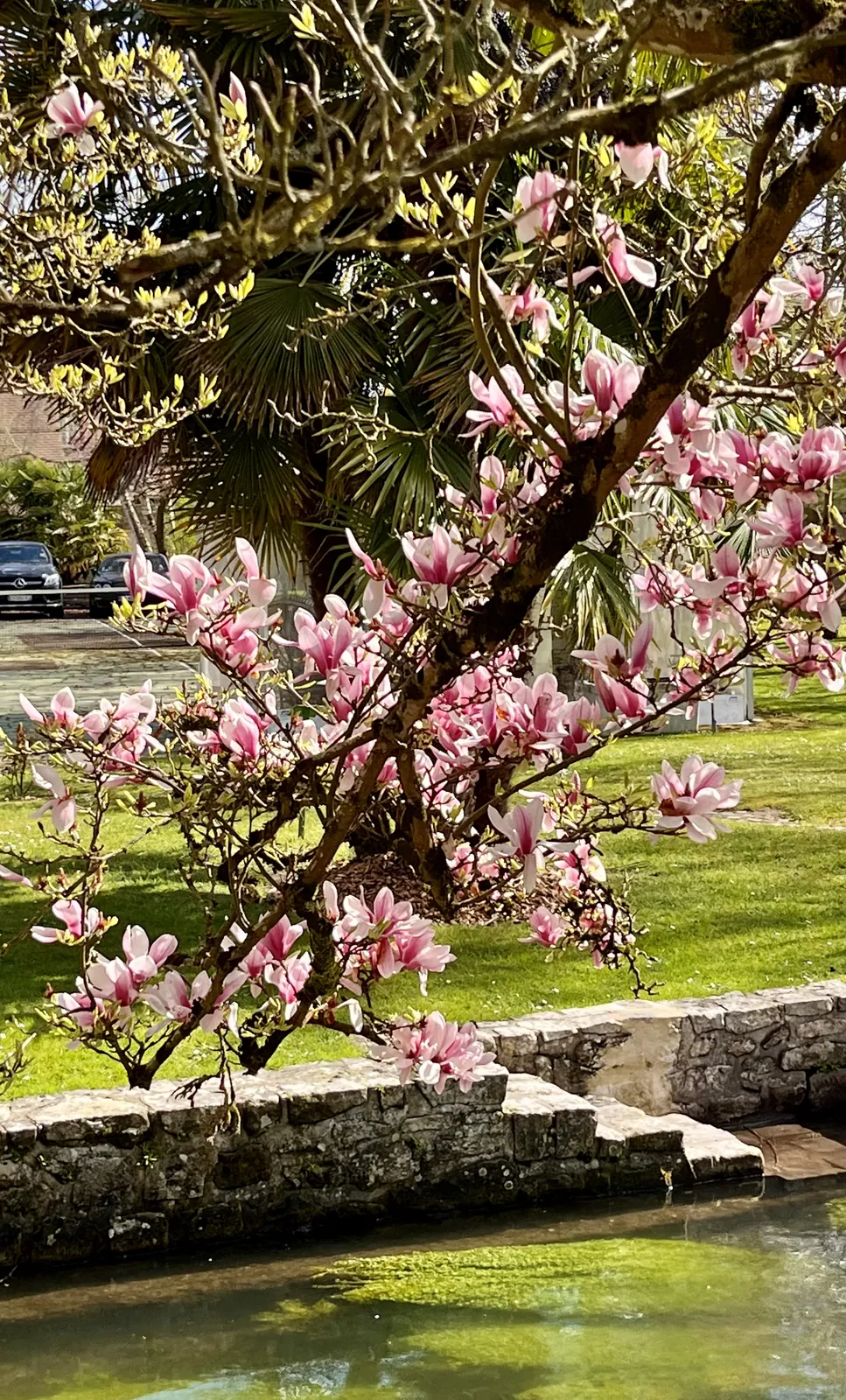 Salade de fleurs de magnolia, recette minceur de Laurence